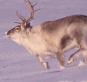 Reindeer