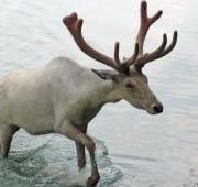 Reindeer