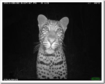 Katy Standish, Curious female leopard