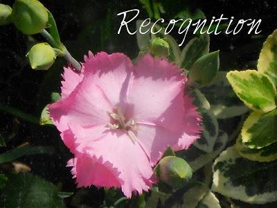 Recognition - Thought for the Week - 52 Weeks of Colour and Inspiration