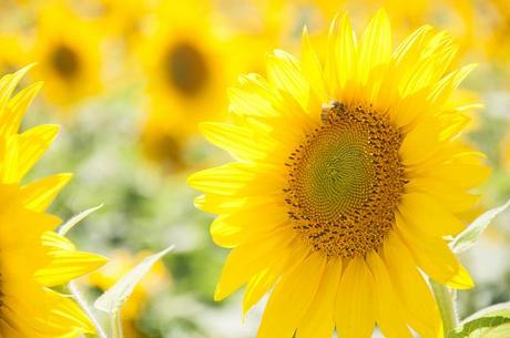 Sunflower fields