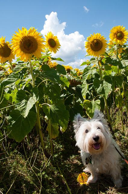 Sunflower fields