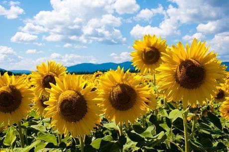sunflower smiles Sunflower fields