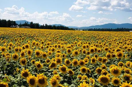 Sunflower fields