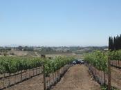 Summer Vineyards: Lodi