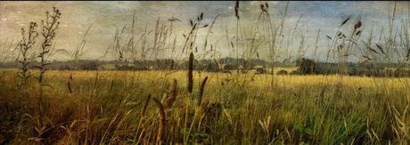 Sarah Jarrett Sarah Jarrett