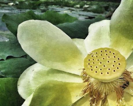 Anne Highfield Anne Highfield