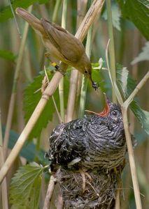 Reed warbler and cuckoo chick