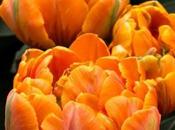 Amazing Double Late Tulips