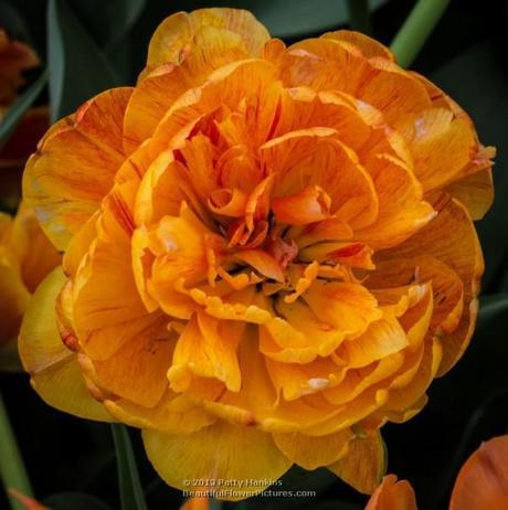 Amazing Double Late Tulips Sun Lover Tulip © 2013 Patty Hankins
