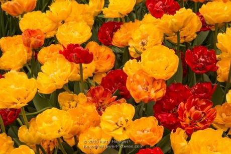 Double Late Tulips © 2013 Patty Hankins