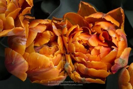 Amazing Double Late Tulips Orange Princess Tulips © 2013 Patty Hankins