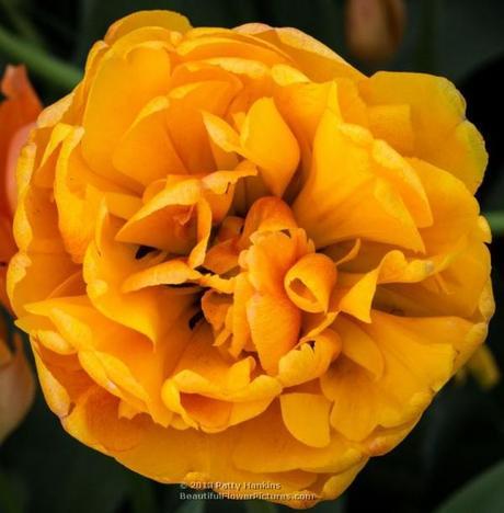 Amazing Double Late Tulips Sun Lover Tulip © 2013 Patty Hankins