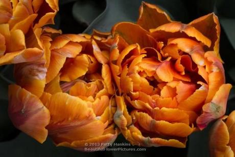 Orange Princess Tulips © 2013 Patty Hankins