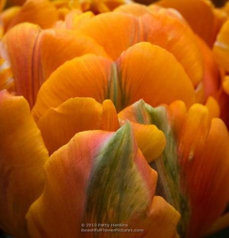 Amazing Double Late Tulips Orange Princess Tulips © 2013 Patty Hankins