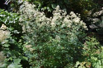 Thalictrum polygamum (23/06/2013, Kew Gardens, London)