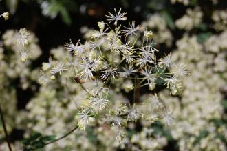 Thalictrum polygamum Flower (23/06/2013, Kew Gardens, London)