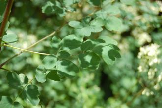 Thalictrum polygamum Leaf (23/06/2013, Kew Gardens, London)