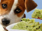 Collection Food That Endanger Your Dog’s Life