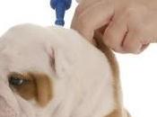 Save Your Now: Learn When Adminster Vaccination Dogs