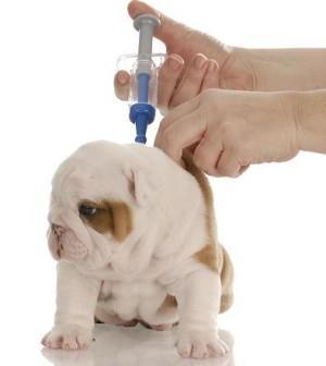 vaccination for dogs