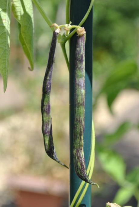 Selma Zebra runner beans