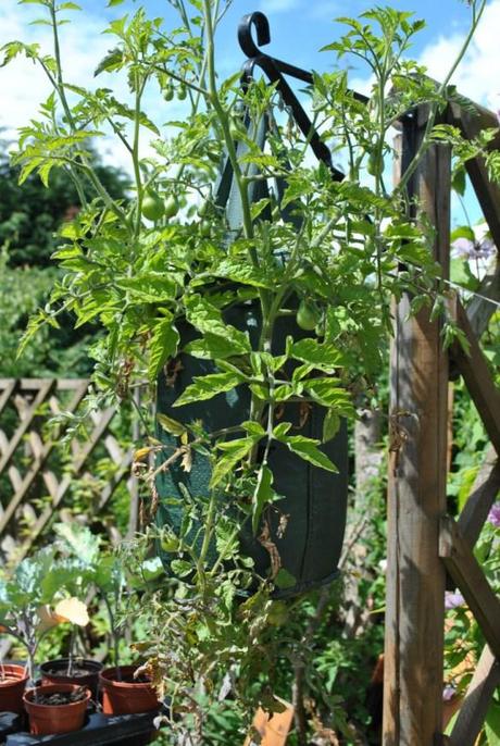 upside down tomato planter