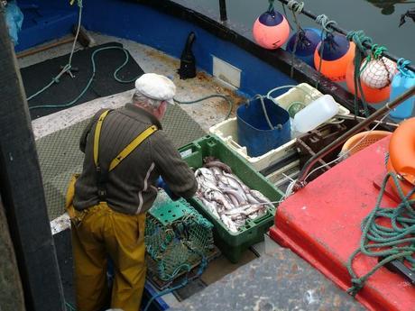 fisherman prepares lobster trap in dunmore east harbor in county waterford - ireland