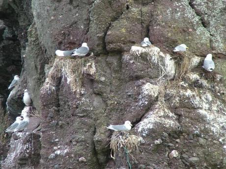 seagull nests on rock cliff at dunmore east in county waterford - ireland