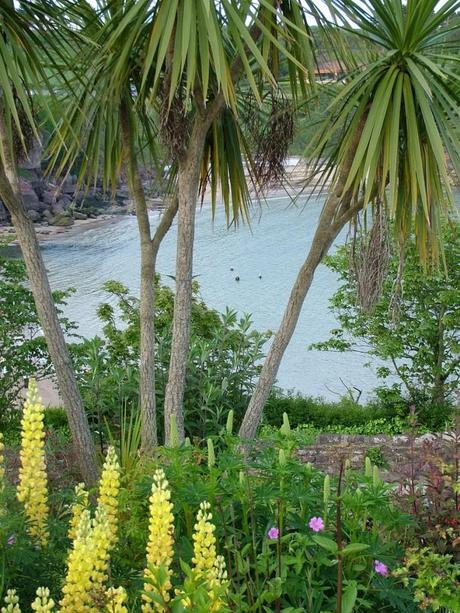 palm trees and flowers growing in dunmore east in county waterford - ireland