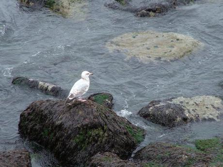 seagull sits on a rock in harbor at dunmore east in county waterford - ireland