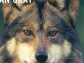 Plan Would Expand Range Arizona Gray Wolves