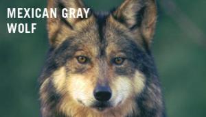 MexicanGrayWolf_(c)RobinSilver