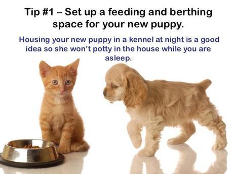 puppy training tip