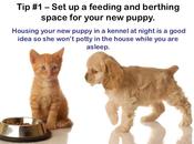 Seven Tips Successfully Train Your Puppy