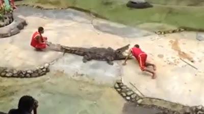 Crocodile Bites Man's Head In Trick Gone Wrong (Video)