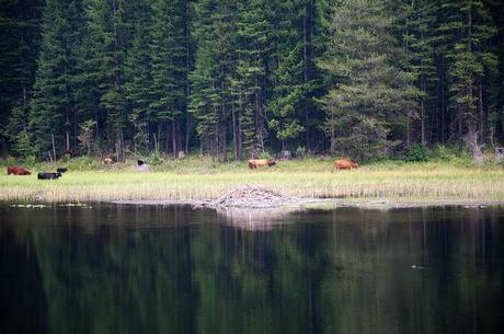 Frater lake washington