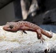 Gecko