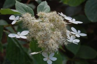 Hydrangea paniculata Flower (27/07/2013, Kew Gardens, London)