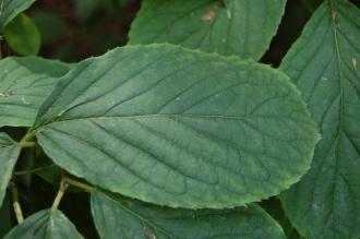 Hydrangea paniculata Leaf (27/07/2013, Kew Gardens, London)