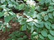 Plant Week: Hydrangea Paniculata