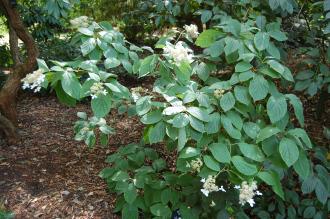 Hydrangea paniculata (27/07/2013, Kew Gardens, London)