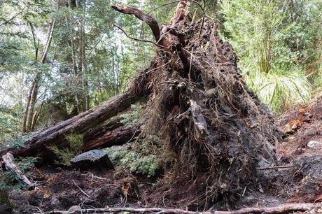 uprooted tree lying on side