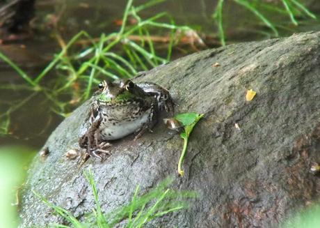 green frog - sits atop a rock - seaton trail - green river - whitevale - ontario