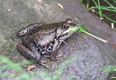 green frog - profile - seaton trail - green river - whitevale - ontario