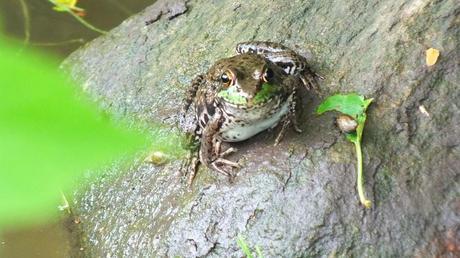 green frog - sits on rock - seaton trail - green river - whitevale - ontario