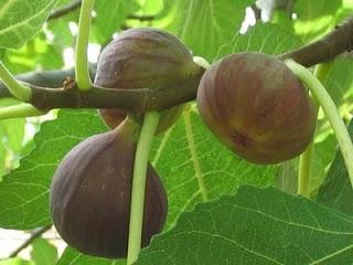 A Summertime Poem: Figs for Birds