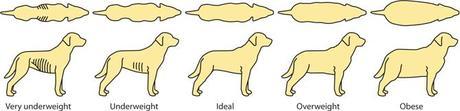 dog weight guide