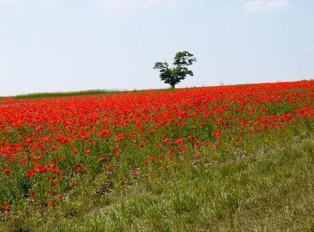 A field full of poppies - near Eynsford