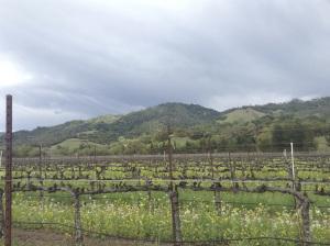 Sonoma vines